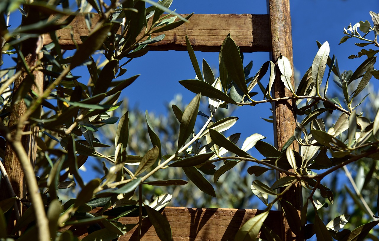 Comment bien tailler un olivier pour favoriser sa croissance et sa production ?